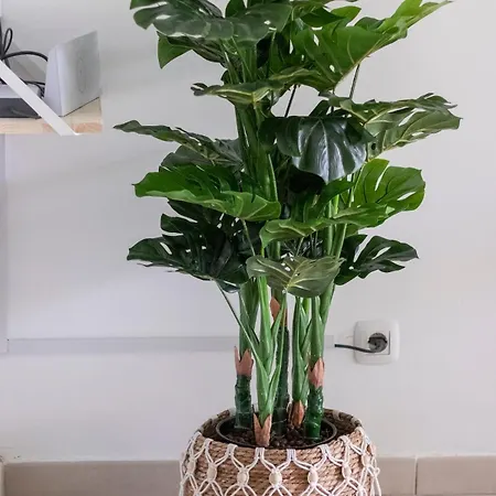 Atlantic Garden & Surf 164 קורלחו