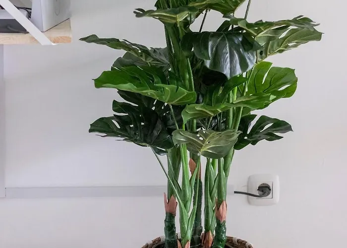 Atlantic Garden & Surf 164 科拉雷侯